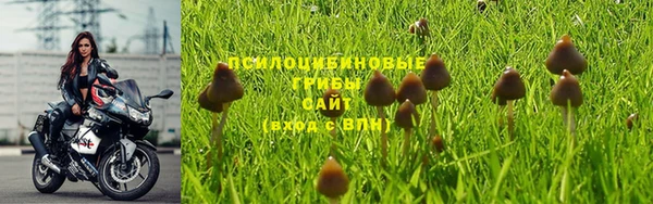 гашик Аркадак